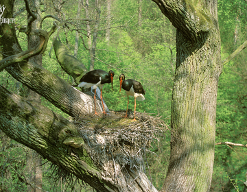 Bocian Czarny Black Stork Ciconia nigra