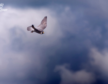 Sokół Wędrowny Peregrine Falcon Falco peregrinus