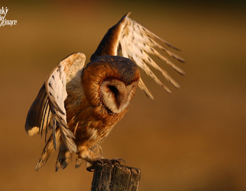Płomykówka Barn Owl Tyto alba