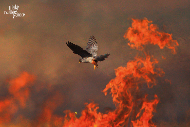 Kobczyk Red-footed Falcon Falco vespertinus