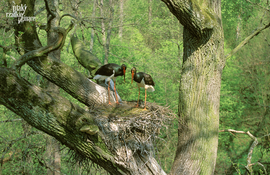 Bocian Czarny Black Stork Ciconia nigra