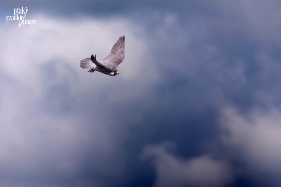 Sokół Wędrowny Peregrine Falcon Falco peregrinus